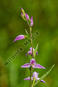 Waldvögelein-rotes Cephalanthera rubra red helleborine Slovenien NP Triglav