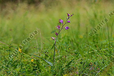 Waldvögelein-rotes Cephalanthera rubra red helleborine Slovenien NP Triglav