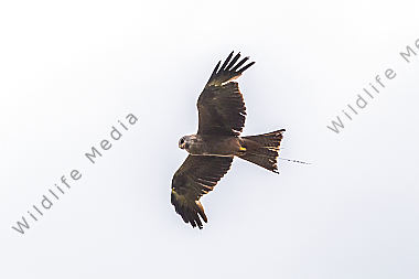 Schwarzmilan im Flug
