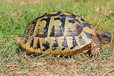 Griechische Landschildkröte