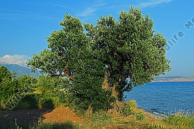 Olivenbaum