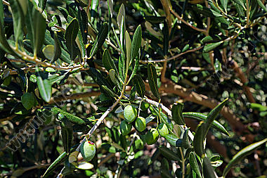 Olivenbaum