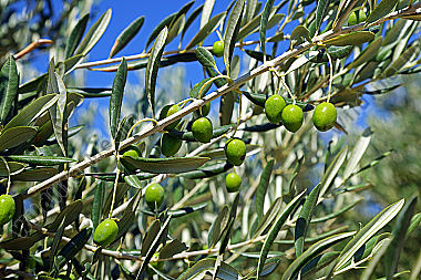 Olivenbaum