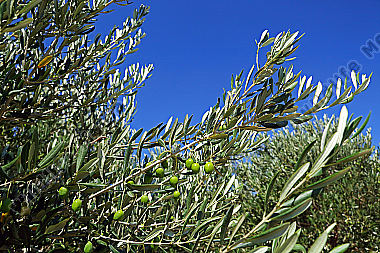Olivenbaum