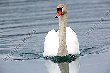 Höckerschwan
