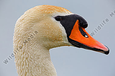 Höckerschwan