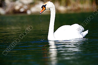 Höckerschwan