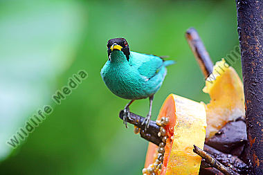 Kappennaschvogel Männchen