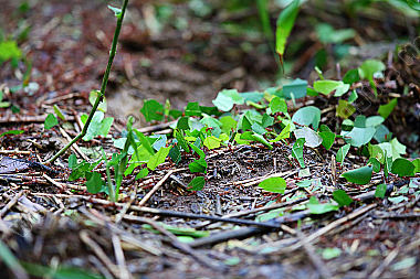 Blattschneiderameisen