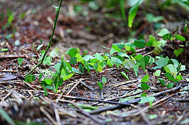 Blattschneiderameisen