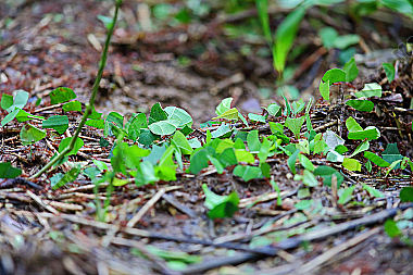 Blattschneiderameisen