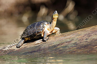 Bauchstreifen-Erdschildkröte