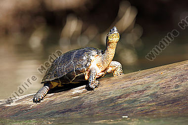 Bauchstreifen-Erdschildkröte