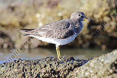 Gischtläufer