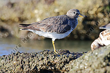 Gischtläufer