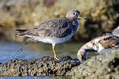 Gischtläufer