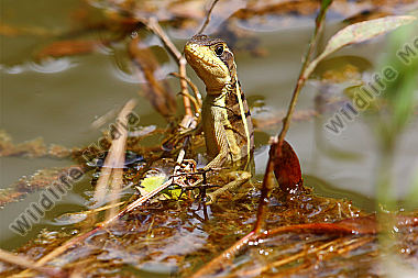 Streifenbasilisk Weibchen