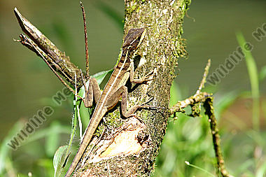 Streifenbasilisk Weibchen