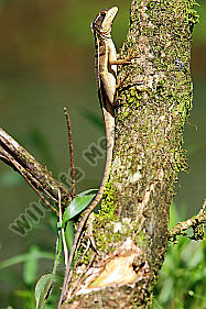 Streifenbasilisk Weibchen