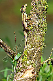 Streifenbasilisk Weibchen