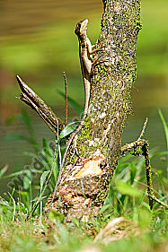 Streifenbasilisk Weibchen