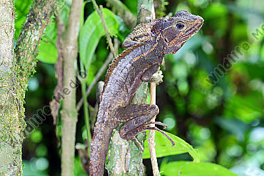 Streifenbasilisk Männchen