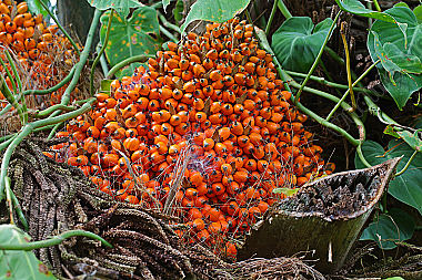 Ölpalme mit Ölfrucht