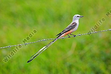 ScherentyrannTyrannusforficatus