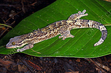 Gecko Costa Rica