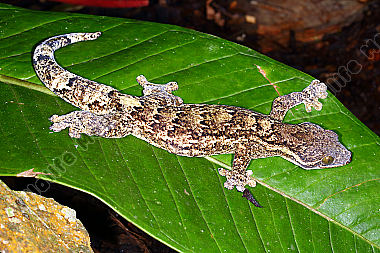Gecko Costa Rica