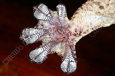 Geckofuß Costa Rica