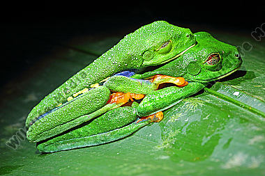 Rotaugenlaubfrosch