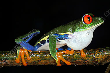 Rotaugenlaubfrosch