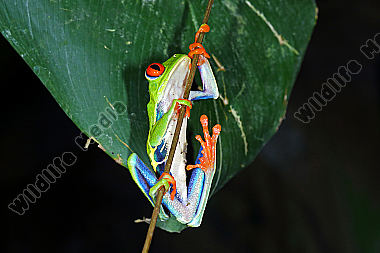 Rotaugenlaubfrosch