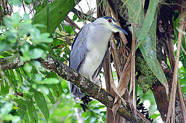 Nachtreiher Costa Rica