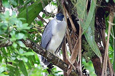 Nachtreiher Costa Rica