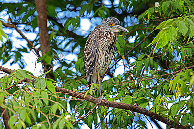 Nachtreiher Jungvogel Costa Rica
