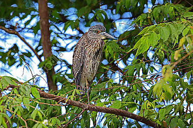 Nachtreiher Jungvogel Costa Rica