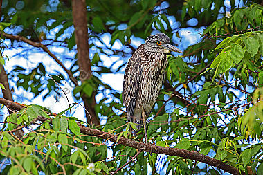 Nachtreiher Jungvogel Costa Rica