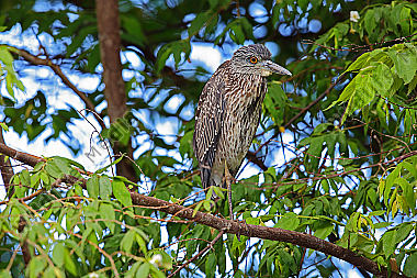 Nachtreiher Jungvogel Costa Rica