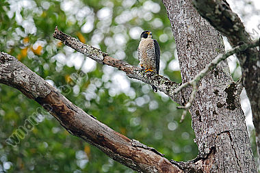 Wanderfalke Costa Rica