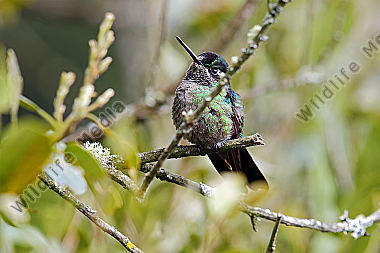 Violettkron-Brilliantkolibri Weibchen