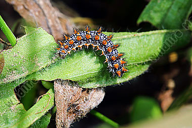 Roter Scheckenfalter halberwachsene Raupe