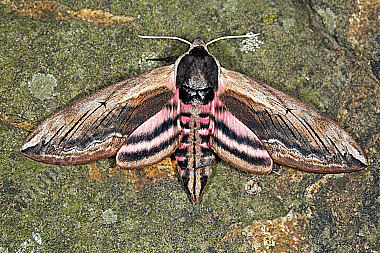 Ligusterschwärmer