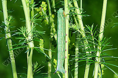 Taubenschwänzchen Raupe
