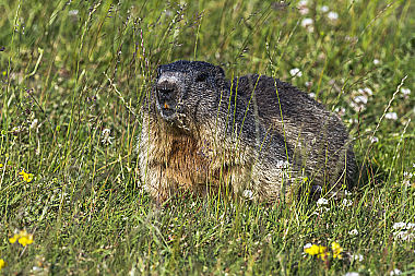 Murmeltier im Gras