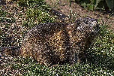 Murmeltier im Gras