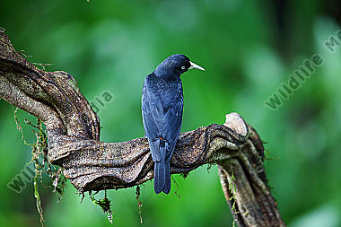 Süd-Scharlachbürzelkassike