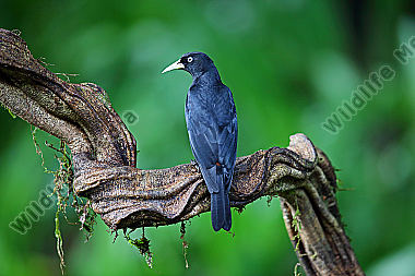 Süd-Scharlachbürzelkassike