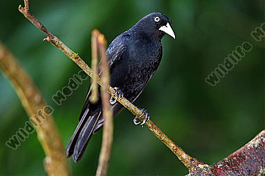 Süd-Scharlachbürzelkassike